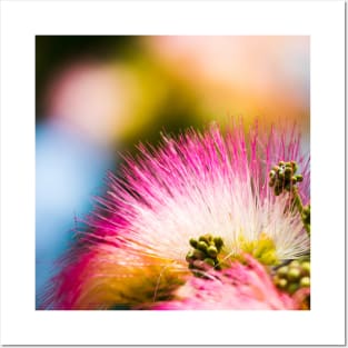 Exotic summer pink silk tree mimosa flower Posters and Art